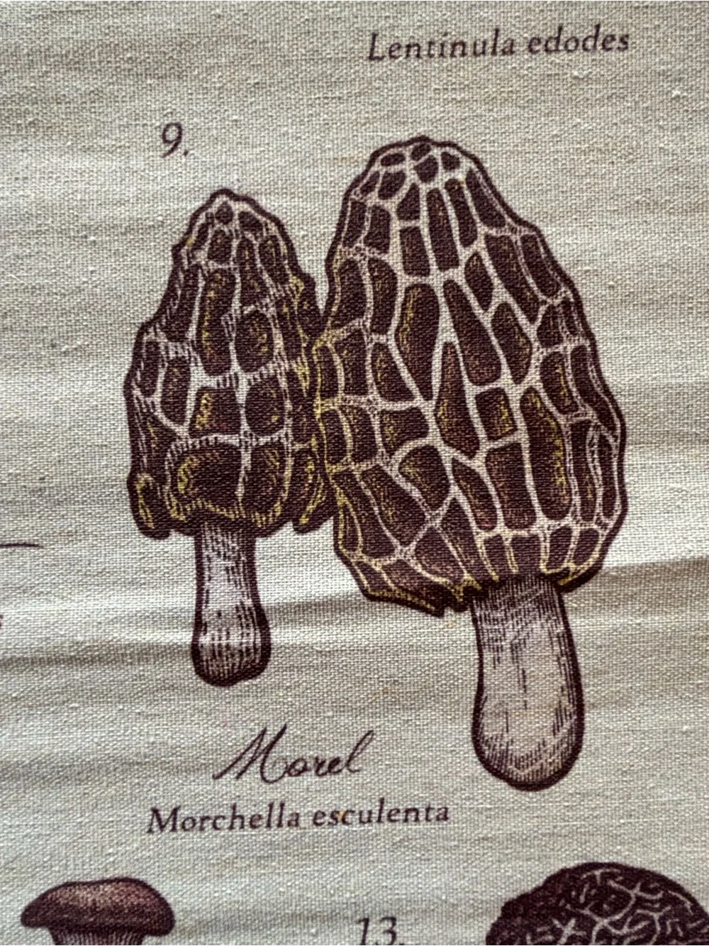 Mushrooms of the World Wall Hanging - Neutral Brown Canvas